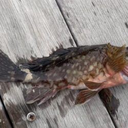 根魚釣り（ホテルニューアワジ系列の夢泉景別荘　天原にて）